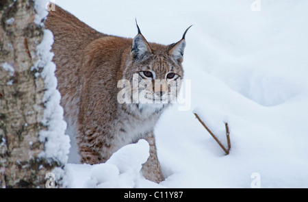 (Lynx Lynx lynx) in cattività Foto Stock