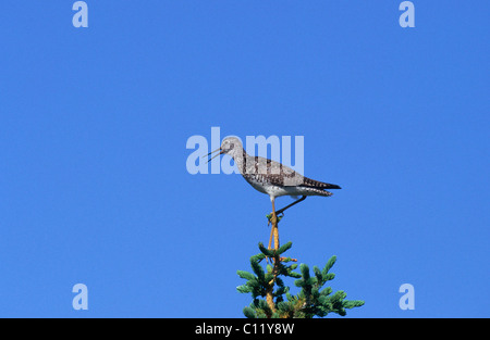 Maggiore (Yellowlegs Tringa melanoleuca) chiamando, Denali Highway, Alaska, STATI UNITI D'AMERICA Foto Stock