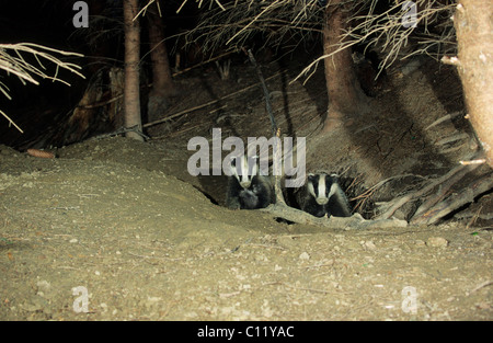 Giovani badgers (Meles mels) durante la notte nella loro den, Allgaeu, Baviera, Germania, Europa Foto Stock