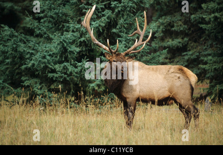 Wapiti o elk (Cervus canadensis), Bull in solchi di stagione in autunno, il Parco Nazionale di Jasper, Alberta, Canada Foto Stock