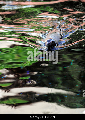 Spheniscus Humboldti. Il pinguino galleggia in acqua. Multi-colored reflections. Foto Stock