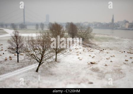 Pecore in inverno sul fiume Reno, Duesseldorf, nella Renania settentrionale-Vestfalia, Germania, Europa Foto Stock