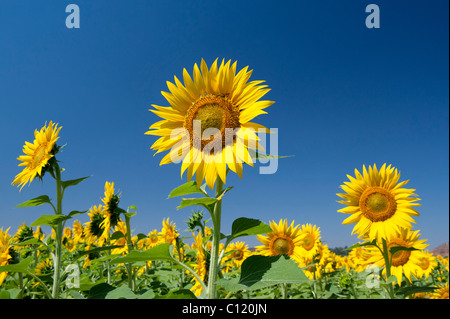 Coltivazione di girasoli nella campagna indiana, Andhra Pradesh, India Foto Stock