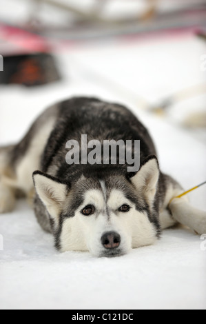 Husky giacente sulla neve Foto Stock