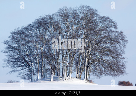 Alberi di faggio (Fagus sylvatica), overgrowing tomba megalitica in inverno, Grabau cimitero con grave tumuli dal Neolitico Foto Stock