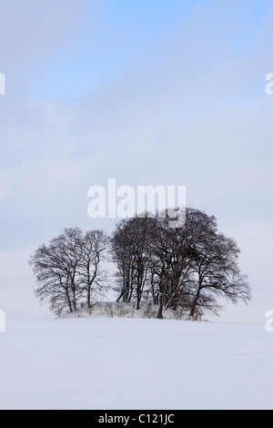 Alberi di faggio (Fagus sylvatica), overgrowing tomba megalitica in inverno, Grabau cimitero con grave tumuli dal Neolitico Foto Stock