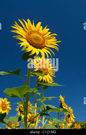 Coltivazione di girasoli nella campagna indiana, Andhra Pradesh, India Foto Stock