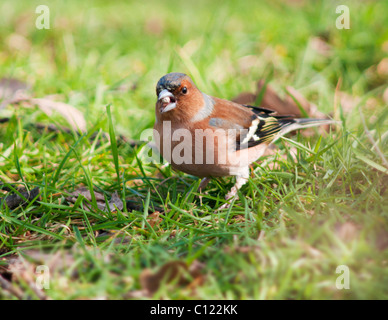 Maschio colorati fringuello, Fringilla coelebs sul suolo mangiare seme Foto Stock
