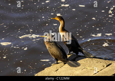 Shags europea o Shags comune (Phalacrocorax aristotelis) appollaiata sulle sponde di acque contaminate Foto Stock