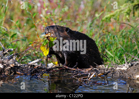 North American Beaver (Castor canadensis) la costruzione di una diga nel Parco Nazionale di Denali, Alaska, STATI UNITI D'AMERICA Foto Stock