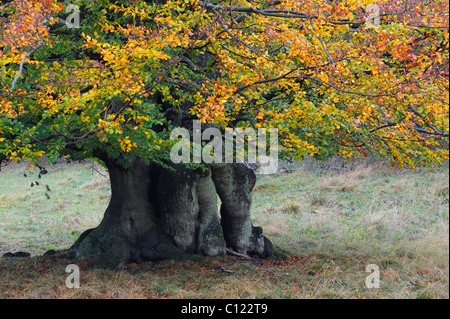Europea di faggio (Fagus sylvatica), autunno-colorato antico faggio, Jaegersborg, Danimarca, Scandinavia, Europa Foto Stock