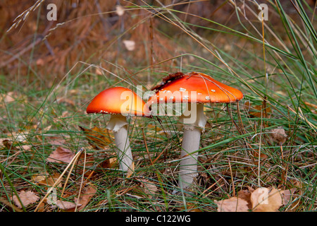 Coppia di red amanita funghi nella foresta Foto Stock