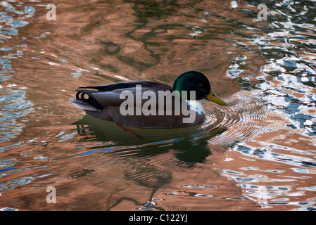 Anatra luminescente, Abbazia Stream Abingdon 3 Foto Stock