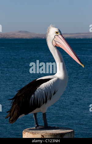 Pelican in piedi su un palo di legno Foto Stock