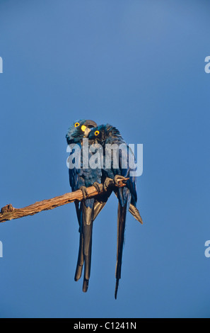 Ara Giacinto (Anodorhynchus hyacinthinus), coppia, Pantanal, Mato Grosso, Brasile, Sud America Foto Stock