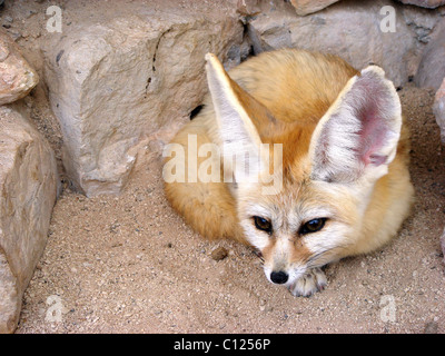 Vista ingrandita della parte anteriore di un fennec volpe (vulpes vulpes zerda) distesi sulla sabbia Foto Stock