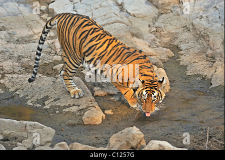 Tiger (Panthera tigris) a un roccioso foro di acqua nel Parco nazionale di Ranthambore, Rajasthan, India, Asia Foto Stock