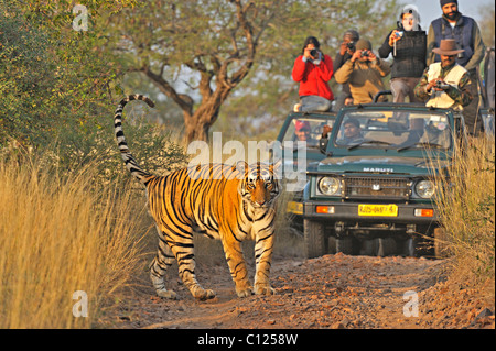 Veicoli turistici a seguito di una tigre (Panthera tigris) su una tigre safari in Ranthambore riserva della tigre, Rajasthan, India, Asia Foto Stock