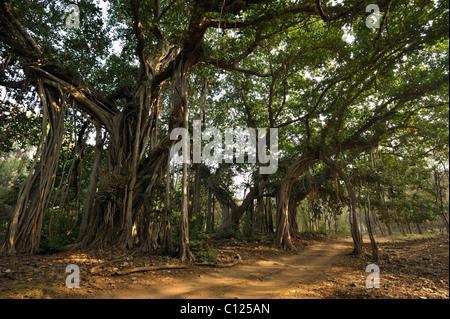 Il Bengala fig, Indian fig, East Indian fig (Ficus benghalensis), in Ranthambhore, Rajasthan, India, Asia Foto Stock