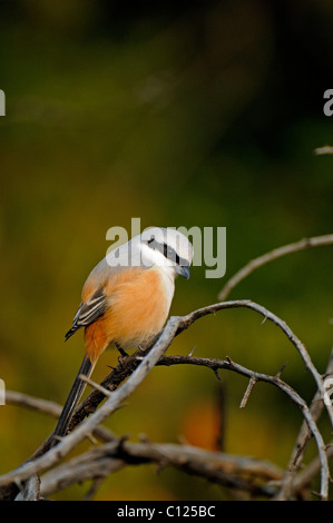 Long-tailed Shrike o Rufous-backed Shrike (Lanius schach) nelle giungle del Parco nazionale di Ranthambore, Rajasthan, India, Asia Foto Stock