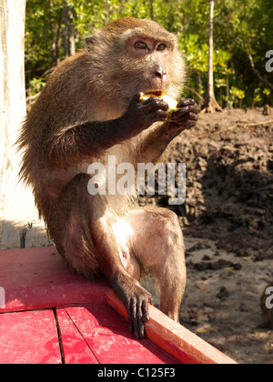 Macaque (Macaca) nelle foreste di mangrovie di Koh Lanta Marine National Park, Ko Lanta, sul Mare delle Andamane, provincia di Krabi Foto Stock