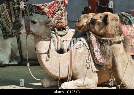 Cammelli pronto per cavalcare , in appoggio sul terreno Foto Stock