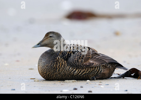 Eider (Somateria mollissima), femmine in appoggio, Mare del Nord, Duene, Isola di Helgoland, Schleswig-Holstein, Germania, Europa Foto Stock