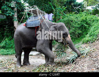 Elephant (Elephas maximus) mangiare, Thailandia, Asia Foto Stock