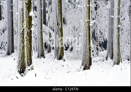 Coperto di neve e la foresta di conifere, Lindenberg, Svizzera, Europa Foto Stock