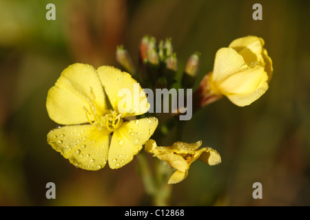 Fiore di enagra o stella della sera (Oenothera biennis) con gocce di rugiada, pianta medicinale Foto Stock