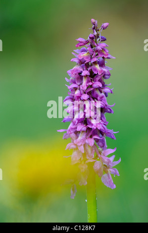 Ibrido di inizio orchidea viola (Orchis mascula) e pallido Orchid fiorito (Orchis pallens) Foto Stock