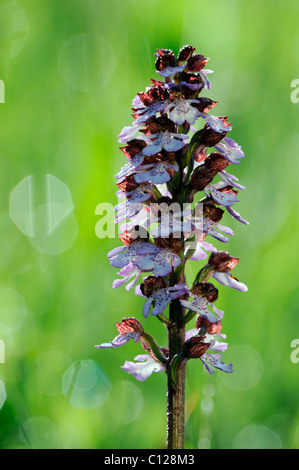 Signora Orchidea (Orchis purpurea), retroilluminato infiorescenza Foto Stock