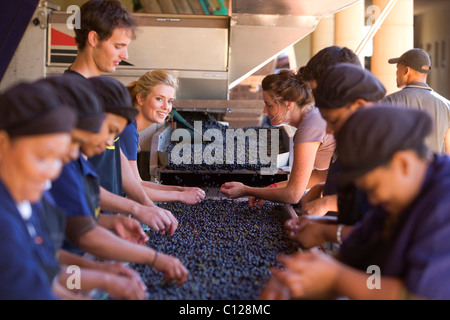 " Waterford cantina immobiliare, selezione di uve, vendemmia, Stellenbosch Winelands, vicino a Città del Capo, Western Cape, Sud Africa Foto Stock