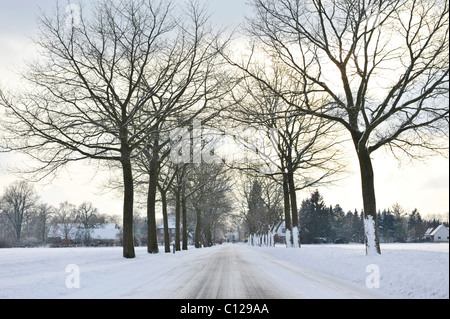 Gelido e coperti di neve strada alberata Foto Stock