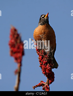 Un Americano Robin arroccato su inverno sumac. Foto Stock