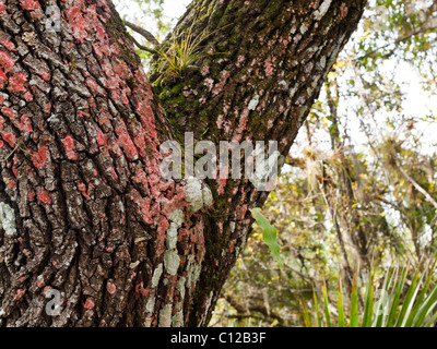 Red-Blanket Lichen (Chidecton sanguieneum) su 300 anno quercia antica su una amaca in Florida Foto Stock