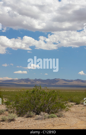 Deserto Mojave - California del sud Foto Stock