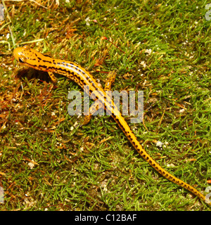 Long-tailed Salamander (Eurycea longicauda) Foto Stock