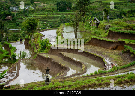 Nella bellissima valle sideman, Bali, vicino Iseh, le terrazze di riso sono inondati per la piantagione di un nuovo raccolto di riso. Foto Stock