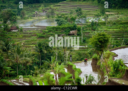 Nella bellissima valle sideman, Bali, vicino Iseh, le terrazze di riso sono inondati per la piantagione di un nuovo raccolto di riso. Foto Stock