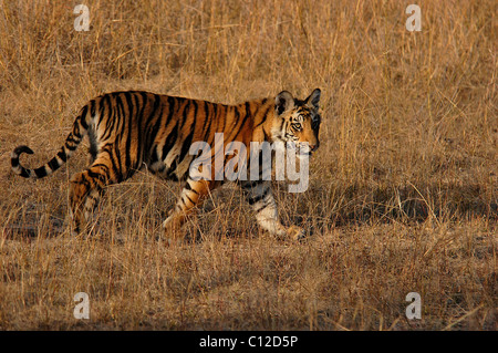 Un cucciolo di tigre a piedi Foto Stock