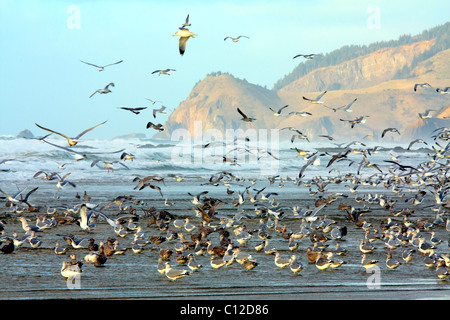 40,151.05970un enorme Flock of Seagulls battenti di balneazione permanente ocean beach onde colline collina cliff cliffs skyline Foto Stock