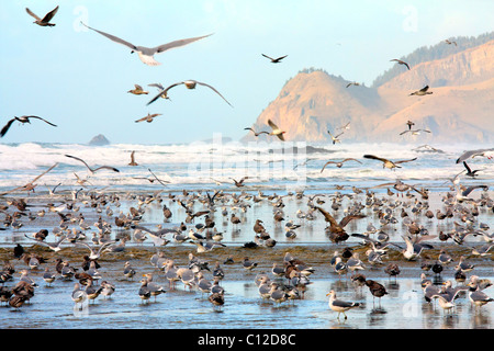 40,151.05980un enorme Flock of Seagulls battenti di balneazione permanente ocean beach colline collina cliff scogliere. Foto Stock