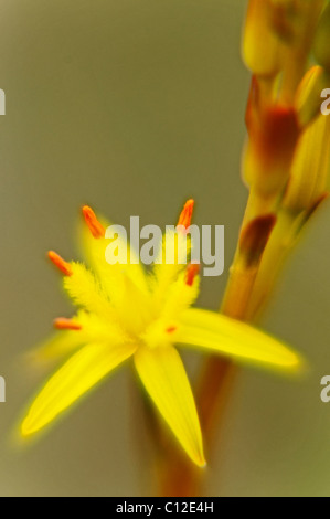 Bog Asphodel crescendo in Cwm Idwal, Snowdonia. Foto Stock