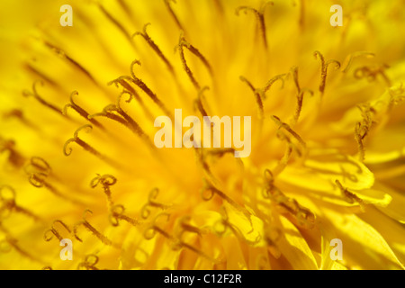 Vista macro del fiore di dente di leone Foto Stock