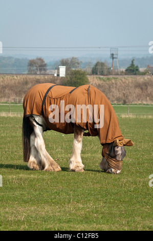 Cavallo al pascolo che indossa la testa e il corpo di protezione contro le mosche di cavallo Foto Stock