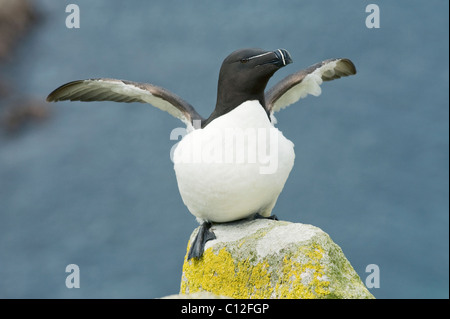 Razorbill (Alca torda) Isole Saltee, County Wexford, Irlanda Foto Stock