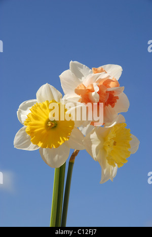 3 narcisi contro il cielo blu Foto Stock