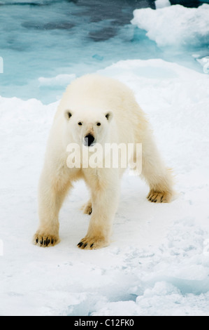 Orso polare (Ursus maritimus) sulla banchisa, 81 gradi Nord, Svalbard Foto Stock