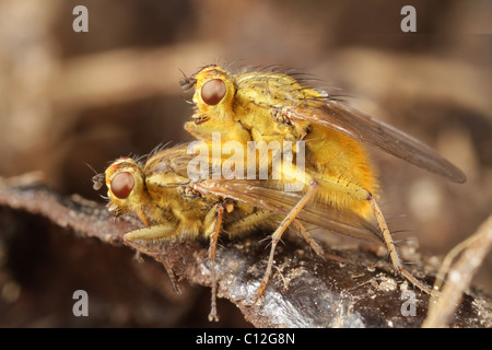 Golden sterco di mosche, Scathophaga stercoraria, maschio femmina di guardia mentre ella depone le uova. Foto Stock